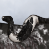 Piebald Python Pal